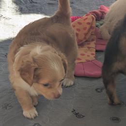River - Red and white male Chihuahua puppy in Waycross, Georgia from OakView Farm Chihuahuas FB