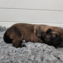 Ember - Tan female Finnish Lapphund puppy in Mount Clemens, Michigan from Tulikettu Kennel