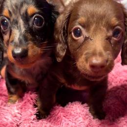 Starling - Dapple female Dachshund puppy in Springfield, Ohio from LUXEYPUPS