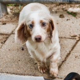 Dachshunds from Cindy Foerster's Dachshunds