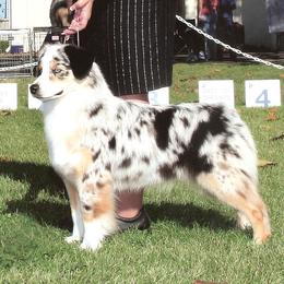 Australian Shepherd and Lakeland Terrier All Grown Up from Susan Harris