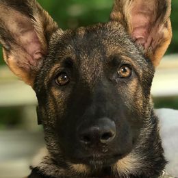 German Shepherds from Off The Hook Kennels