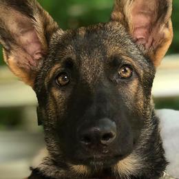 German Shepherds from Off The Hook Kennels
