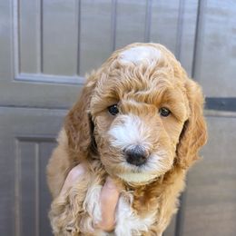 Goldendoodle Puppies from Paddington Doodles