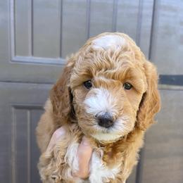 Goldendoodle Puppies from Paddington Doodles