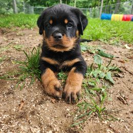 Orange Male - Rottweiler puppy in Brasher Falls, New York from Tri-town Rotties