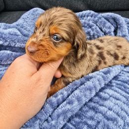 Timber - Dapple male Dachshund puppy in West Haven, Utah from Doxie Trails LLC