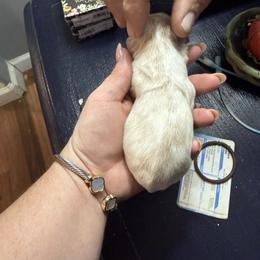 Girl 3 - Cream female Dachshund puppy in Booneville, Mississippi from Haley's Dachshunds