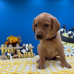 Maroon - Yellow male Labrador Retriever puppy in Heath Springs, South Carolina from Rich Hill Retrievers