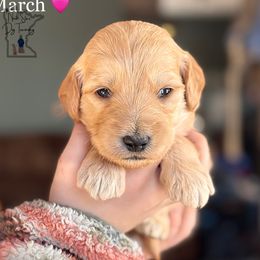 March - Cream Goldendoodle puppy in Lancaster, Minnesota from North Star Dog Training