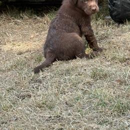 Yellow Collar - Chocolate male Labrador Retriever puppy in Boise, Idaho from Wings of Freedom Retrievers and Malinois