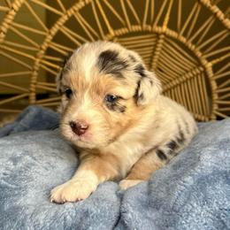 Sally - Blue merle female Australian Shepherd puppy in Grants Pass, Oregon from Carmel Mountain Aussies
