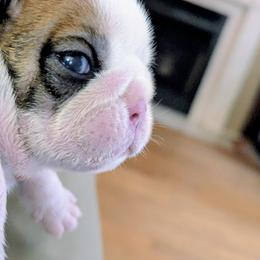 Blue Female - Red and white female Bulldog puppy in Forsyth, Georgia from Evangeline Bulldogs
