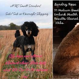 Goldendoodle puppies from Griffinstead Doodles