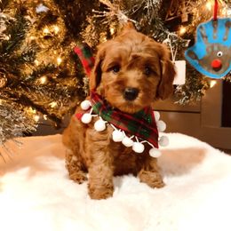 Bernedoodle, Goldendoodle, and Sheepadoodle Puppies from Maplesierradoodles