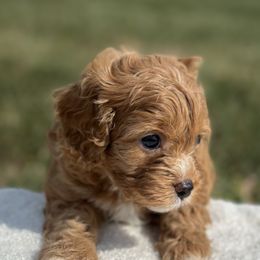 Red-white boy - Red male Cavapoo puppy in Southside, West Virginia from Double Diamond Cavapoos