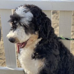Aria - Bernedoodle