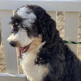 Aria - Bernedoodle