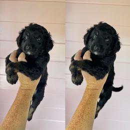 Simon - Black tri-color male Aussiedoodle puppy in Inman, South Carolina from Dark Corner Doodles