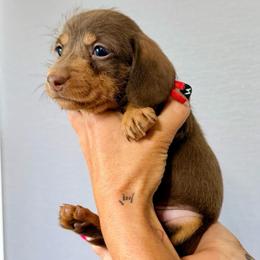 Poppie - Chocolate and tan female Dachshund puppy in Alva, Florida from Salty C's Dachshunds