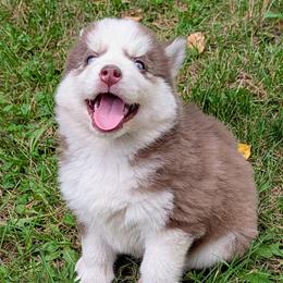Milk Chocolate - Red and white male Pomsky puppy in Charlotte, Michigan from Moore Pomskies