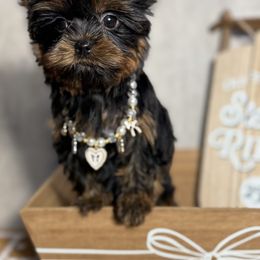 Dream - Black and gold female Yorkshire Terrier puppy in Maple Heights, Ohio from Yorkiesllc