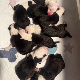 Green - Gray and white male Old English Sheepdog puppy in Iowa from Midwest Puppy Paws