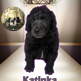 Katinka - Blue female Poodle puppy in Yakima, Washington from Mistel Standard Poodles