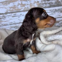 Altair AKC-CKC - Chocolate and tan male Dachshund puppy in Tecumseh, Oklahoma from MoonBerry Miniature Dachshunds
