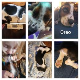 Oreo - Black tan and white male Basset Hound puppy in Mill Springs, North Carolina from Mountain View Basset Hounds