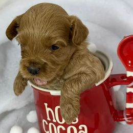 Girl 5 - Apricot female Australian Labradoodle puppy in Easley, South Carolina from Royal Diamond Labradoodles