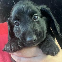 Barolo - Black male Dachshund puppy in Bigfork, Minnesota from Dachshunds Up North