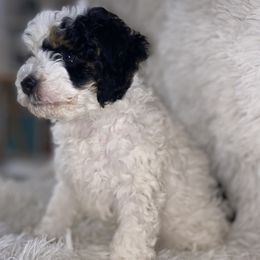 Bernedoodle Puppies from Pearce Pups