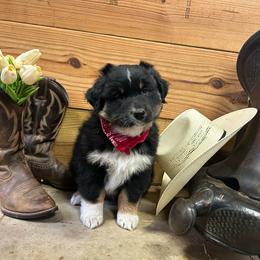Orange Collar Boy - Black tri-color male Australian Shepherd puppy in Van Wert, Ohio from Northwest Ohio Aussies