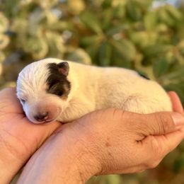 Bret - Blue mottled male Australian Cattle Dog puppy in Sahuarita, Arizona from A2 Australian Cattle Dogs
