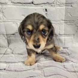 Tatter - Dapple male Dachshund puppy in Anaconda, Montana from Williams Family Dachshunds