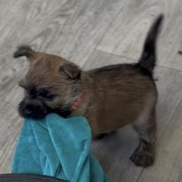 Orange boy - Red wheaten male Cairn Terrier puppy in Shell Knob, Missouri from Stoneridge Kennel