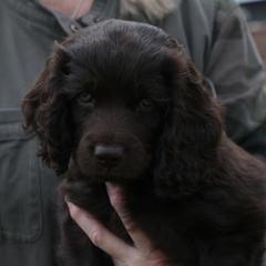 Boykin Spaniel Puppies from Bayhill Boykins