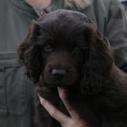 Boykin Spaniel Puppies from Bayhill Boykins