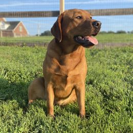 Harleigh - Labrador Retriever