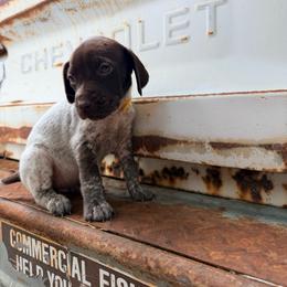 Poppy - White and liver female German Shorthaired Pointer puppy in Macclenny, Florida from Dillon's GSPs