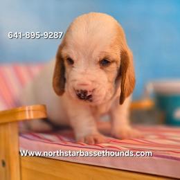 Ginny - Lemon and white female Basset Hound puppy in Pollock, Missouri from Northstar