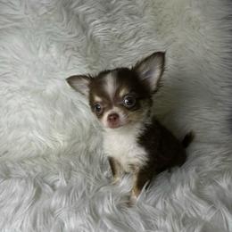 Girl 2 - Chocolate and tan female Chihuahua puppy in Fargo, North Dakota from Wild Prairie Chihuahuas