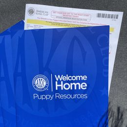 Biewer Terrier and Yorkshire Terrier Puppies from Yorkie Town California