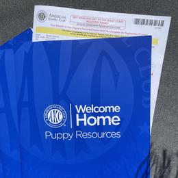 Biewer Terrier and Yorkshire Terrier Puppies from Yorkie Town California