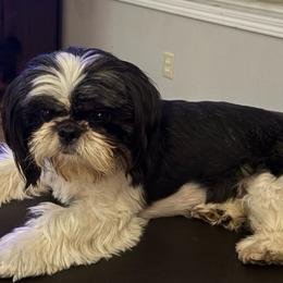 Tess - Black and white female Shih Tzu puppy in Redmond, Oregon from Jazzie Shih Tzu