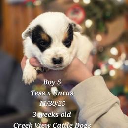 Boy 5 - Blue mottled male Australian Cattle Dog puppy in Monroe, North Carolina from Creek View Cattle Dogs