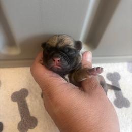 Gray collar - Fawn male Pug puppy in Tucson, Arizona from Furever Friends