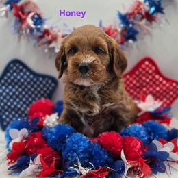 Honey - Red  female Goldendoodle puppy in Summerville, South Carolina from Channys Doodles