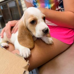 Ginny - Lemon and white female Basset Hound puppy in Gulf Breeze, Florida from Breeze Basset Hounds